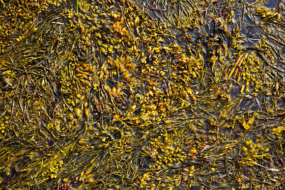 Maine2015 1