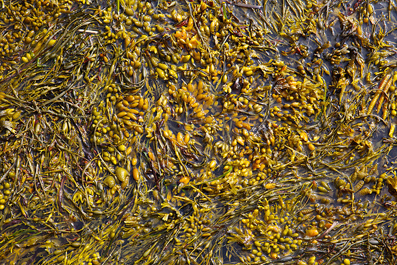 Maine2015 2