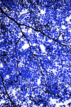 Lower Gallery Wall C Blue Tree IV 40"W x 60"H