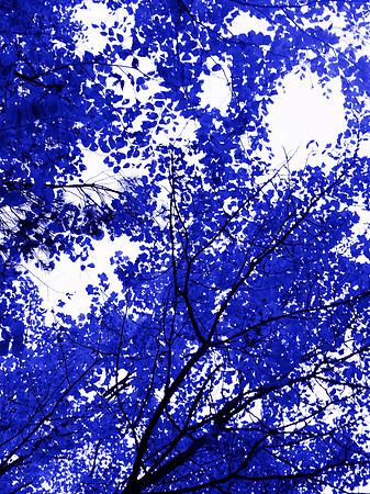 Blue Tree 14