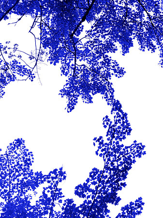 Blue Tree 15