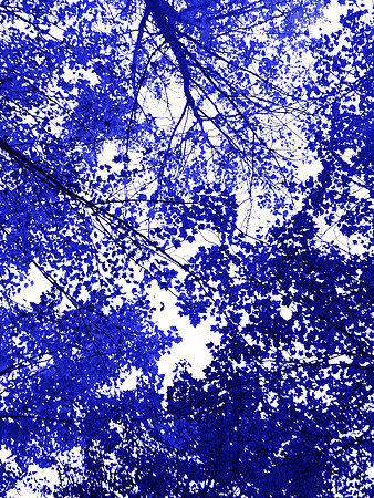Blue Tree 9