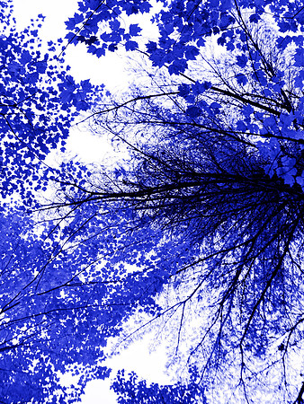 Blue Tree 7
