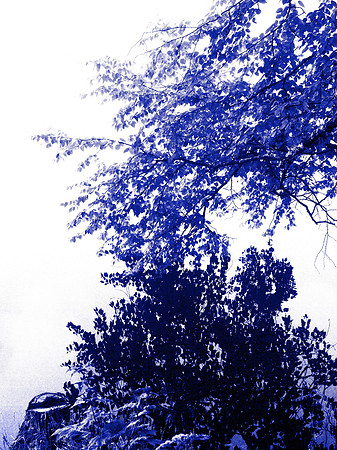 Blue Tree 13