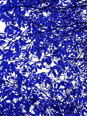 Blue Tree 11