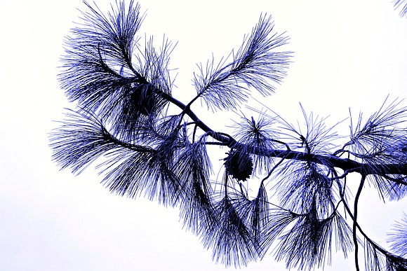 Blue Tree 24