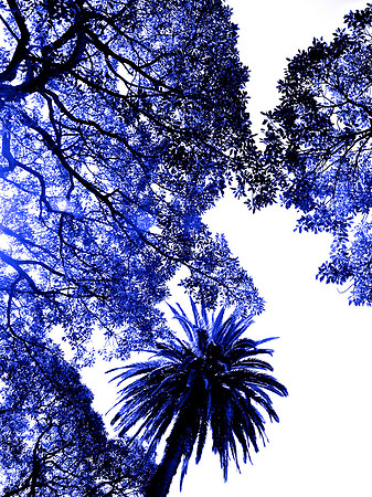 Blue Tree 4