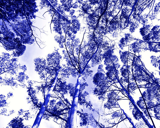 Blue Tree 25