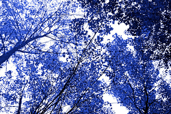 Blue Tree 21