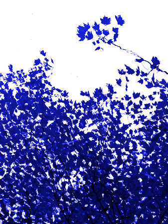 Blue Tree 8