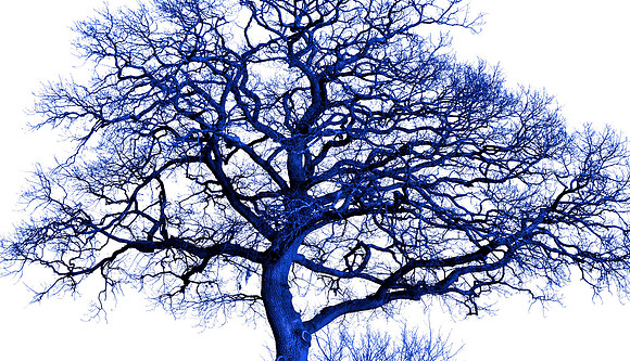 Blue Tree 22