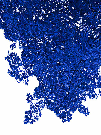 Blue Tree 20