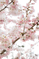 Sakura Cherry Blossoms