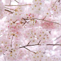 Sakura 1