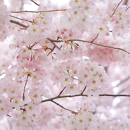 Sakura 1