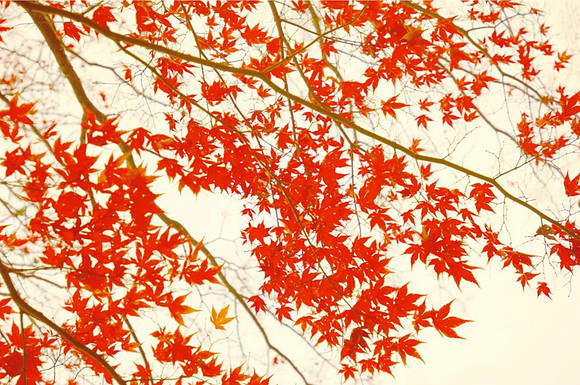 Red Maple II 40 x 60