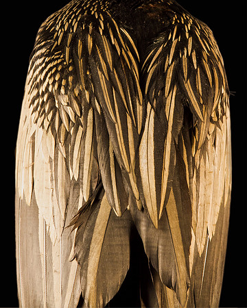 Panel 2A- Birdback II 32"W x 40"H