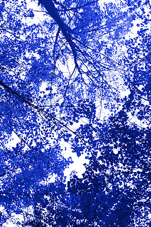 Lower Gallery Wall C Blue Tree V 40"W x 60"H