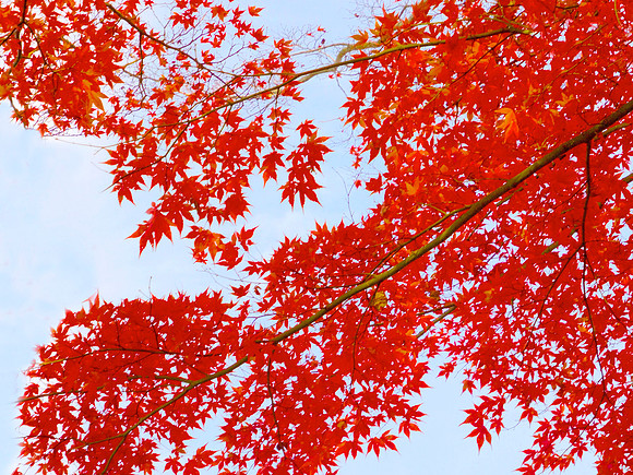 Panel 4B- Red Maple II 60”W x 40”H