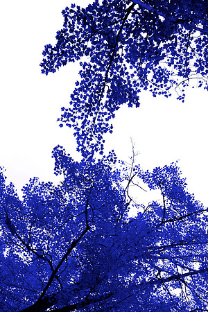Blue Tree III, 40w x 60h on canvas, framed in thin white wood floating frame
