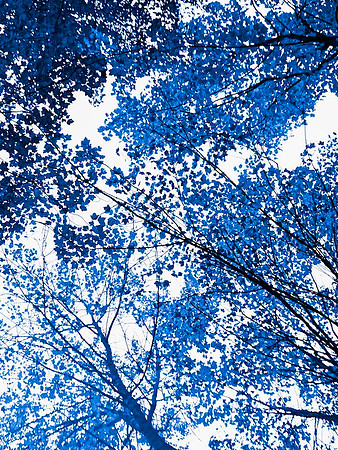 Blue Tree II 37.5h x 29.5W