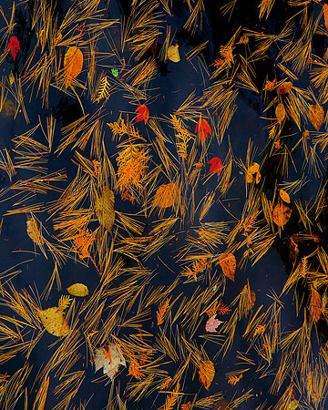 Wall D1- Autumn Floats 32"W x 40"H