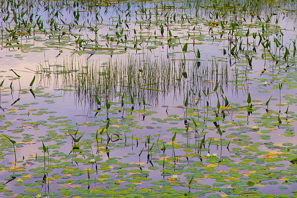 Panel 1A- Monet in the Adirondacks III 60"W x 40"H