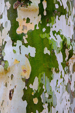 Tree Skin 40x60 23