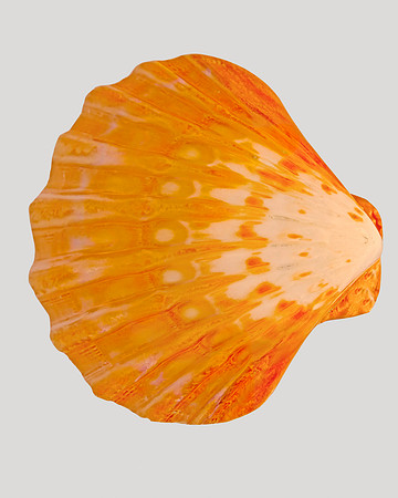 Shell IV