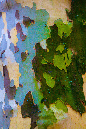 Tree Skin 40x60 6