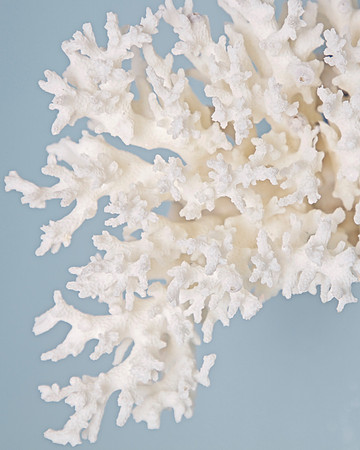 Coral II