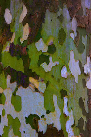Tree Skin 40x60 12