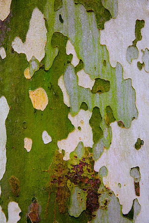 Tree Skin 40x60 21