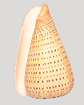 Shell II