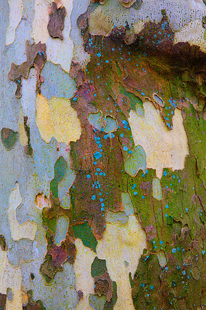 Tree Skin 40x60 8