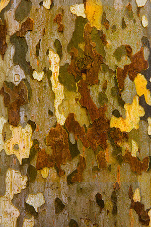 Tree Skin 40x60 24