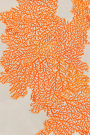 Coral Web IV