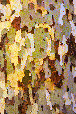 Tree Skin 40x60 25