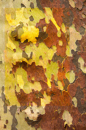 Tree Skin 40x60 27
