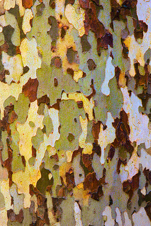 Tree Skin 40x60 26