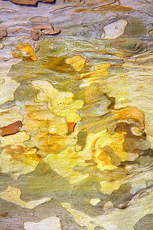 Tree Skin 40x60 19