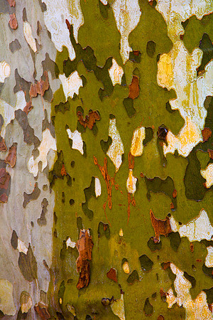 Tree Skin 40x60 4