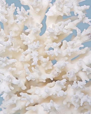 Coral I