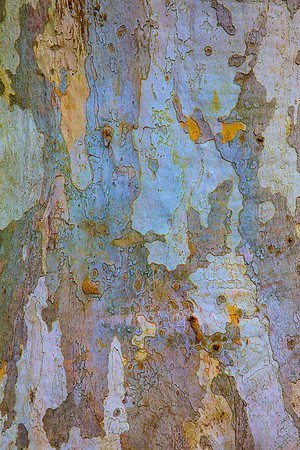 Tree Skin 40x60 16