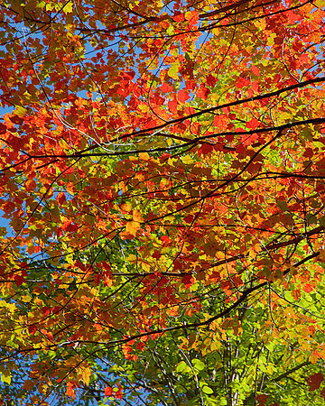 Wall D1- Autumn Fire 32"W x 40"H